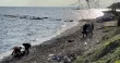 Des sauveteurs et des garde-côtes récupèrent des corps sur une plage de l'île grecque de Lesbos, le 1er mars 2022. Anthi PAZIANOU / AFP


