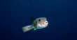 Un poisson de l'espèce "Lagocephalus sceleratus", ici photographié à Charm El-Cheikh, en Égypte, en mai 2026.