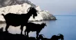 Troupeau de chèvres devant l'île de Nikouria site de plongée en apnée. STANISLAS FAUTRE