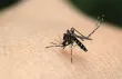 moustique virus