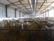 étable de moutons