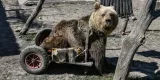 Usko restera comme le premier ours au monde à réussir à se déplacer en fauteuil roulant © Aris MESSINIS / AFP


