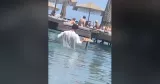 Le "serveur-nageur" de Rhodes. CAPTURE D'ÉCRAN FACEBOOK/Χρήστος Κανλής


