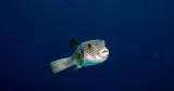 Un poisson de l'espèce "Lagocephalus sceleratus", ici photographié à Charm El-Cheikh, en Égypte, en mai 2026.