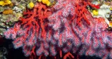 Du corail rouge tapissant le plafond d'une grotte au large de la Catalogne.