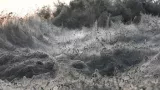 Ces araignées se distinguent par un corps particulièrement fuselé et de longues pattes et les caractéristiques de leurs toiles, tissées à l'horizontal, sans trou central


