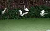 grippe aviaire