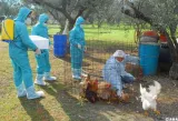 grippe aviaire