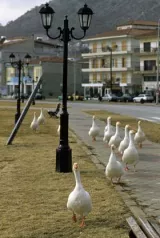 oies kastoria