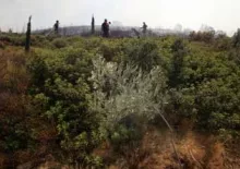 incendies attique3