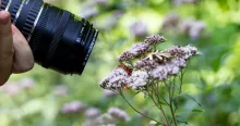 Le papillon a été nommé ainsi pour rendre hommage à «un fervent défenseur du climat et de la protection de l'environnement». Richard - stock.adobe.com