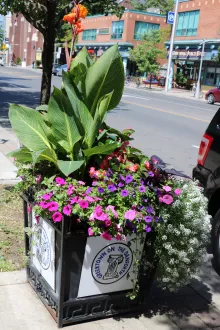 Bacs à fleurs à Greektown on the Danforth