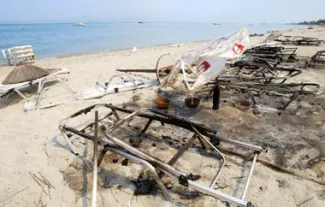 incendies chalcid