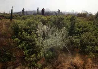 incendies attique3