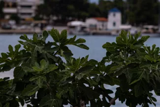 En Grèce, des figues en janvier Un figuier dans le port de Nea Artaki en Grèce, en juin 2020 (photo d'illustration). PHOTO / WASSILIS ASWESTOPOULOS / HANS LUCAS