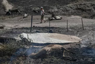 Dans la région de Volos, en Grèce, la détresse des éleveurs qui ont tout perdu dans les incendies Dans la région de Volos, en Grèce, la détresse des éleveurs qui ont tout perdu dans les incendies.