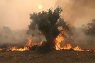 Incendies en Grèce : les nouveaux feux tuent plusieurs personnes, dont dix-neuf migrants présumés Incendies en Grèce : les nouveaux feux tuent plusieurs personnes, dont dix-neuf migrants présumés.