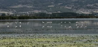 Des flamants roses dans le lac Koronia asséché en raison de la sécheresse prolongée et des températures très élevées enregistrées cet été, près de Thessalonique, en Grèce, le 9 septembre 2024
-
Sakis MITROLIDIS - Thessalonique (AFP)