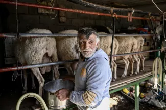 <p>Le berger Yannis Karganis trait ses brebis dans sa ferme sur l'île égéenne de Naxos, le 11 novembre 2022.