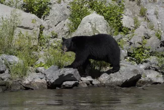 Un ours s'est attaqué à des randonneurs en Grèce (photo d'illustration).