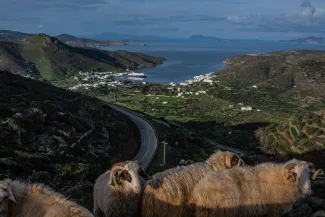 Des moutons au-dessus du port de Katapola, sur l'île d'Amorgos (Grèce), le 15 février 2025. ANGELOS TZORTZINIS/AFP