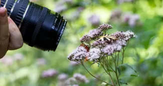 Le papillon a été nommé ainsi pour rendre hommage à «un fervent défenseur du climat et de la protection de l'environnement». Richard - stock.adobe.com