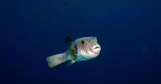 Un poisson de l'espèce "Lagocephalus sceleratus", ici photographié à Charm El-Cheikh, en Égypte, en mai 2026.
