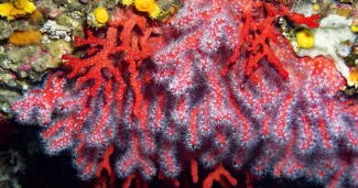Du corail rouge tapissant le plafond d'une grotte au large de la Catalogne.
