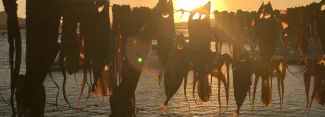 Un balcon genevois exposé plein sud serait-il capable de sécher un poulpe au soleil? © DR


