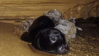 Un bébé phoque moine (monachus monachus) se repose dans une grotte marine sur la côte ouest de Chypre, le 10 novembre 2011. Photo fournie par le Département de la pêche et de la recherche marine de Chypre



