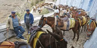 Maltraitance animale : indignation face aux sévices infligés aux ânes de Santorin Les propriétaires tirent d'importants revenus de l'exploitation des ânes pour les touristes.@ LOUISA GOULIAMAKI / AFP