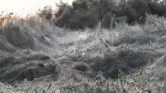 Ces araignées se distinguent par un corps particulièrement fuselé et de longues pattes et les caractéristiques de leurs toiles, tissées à l'horizontal, sans trou central


