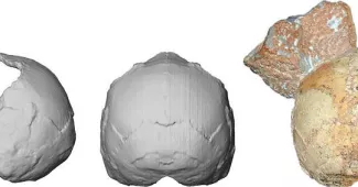 Le plus vieil Homo sapiens non africain retrouvé en Grèce Le plus vieil Homo sapiens non africain retrouvé en Grèce.