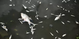 Des milliers de poissons retrouvés morts sur les bords d'un lac en Grèce: que s'est-il passé? Des milliers de poissons retrouvés morts sur les bords d'un lac en Grèce: que s'est-il passé?.