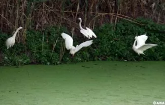 grippe aviaire