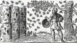 Orfeo