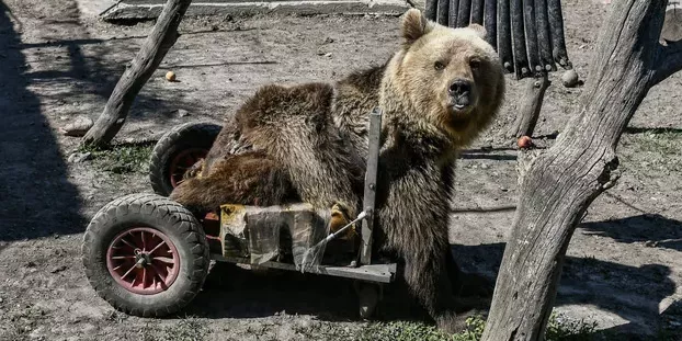 Usko restera comme le premier ours au monde à réussir à se déplacer en fauteuil roulant © Aris MESSINIS / AFP


