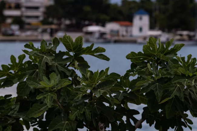 Un figuier dans le port de Nea Artaki en Grèce, en juin 2020 (photo d'illustration).  PHOTO / WASSILIS ASWESTOPOULOS / HANS LUCAS


