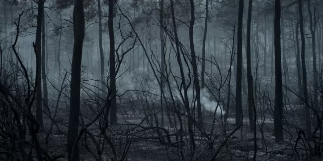 « Le nord d’Eubée a été effacé de la carte » : sur l’île grecque sinistrée par les incendies, la colère et le désespoir.