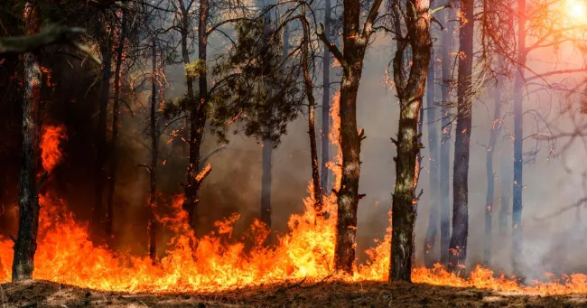 Quelque 72 pompiers avec 20 camions, appuyés par six avions bombardiers d'eau et trois hélicoptères, ont été dépêchés sur place (photo d'illustration). yelantsevv / stock.adobe.com


