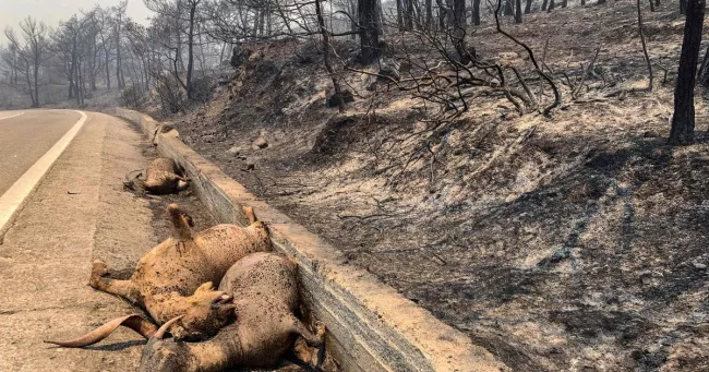 Feux de forêts en Grèce : une faune exceptionnelle prise au piège des flammes.