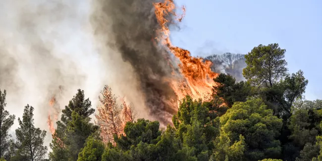 Grèce : 18 migrants présumés retrouvés morts dans un feu de forêt.