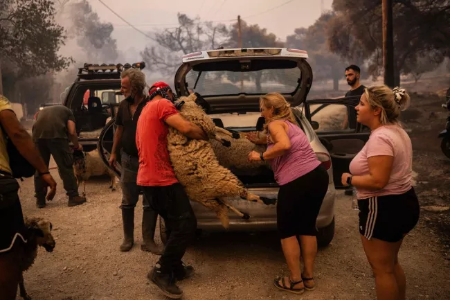 Feux aux portes d’Athènes: «Je ne sais pas où sont mes chèvres, tous les enclos ont cramé».