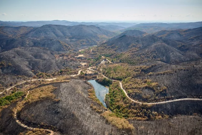 Feux en Grèce: «ll n’y a plus rien, tout est mort ici».