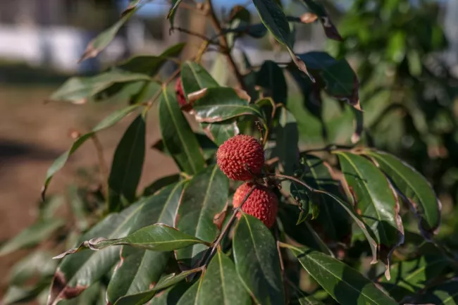 Kyparissia - Avocats, litchis, chérimoles et noix de macadamia ont aussi été plantés, avec l'ambition de développer des cultures plus résistantes au changement climatique qui affecte tout particulièrement la Grèce et le pourtour méditerranéen