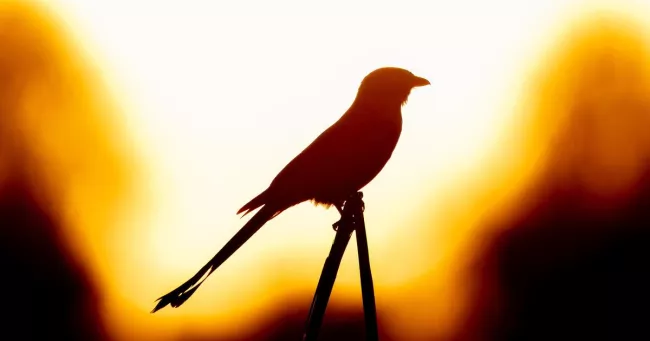 «Les oiseaux sont rôtis vivants» : la situation apocalyptique des animaux en Grèce, victimes de la chaleur et des incendies.