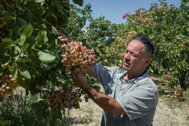 Des pistachiers sur l'île grecque d'Égine, le 24 août 2025  -  Aris MESSINIS - Aegina (AFP)