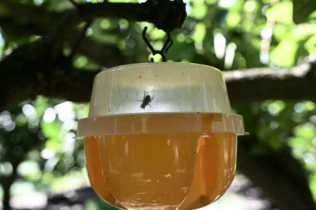 Un piège à mouche méditerranéenne des fruits (Ceratitis capitata) à Naoussa, dans le nord de la Grèce, le 1er septembre 2025  -  Sakis Mitrolidis - Naoussa (AFP)