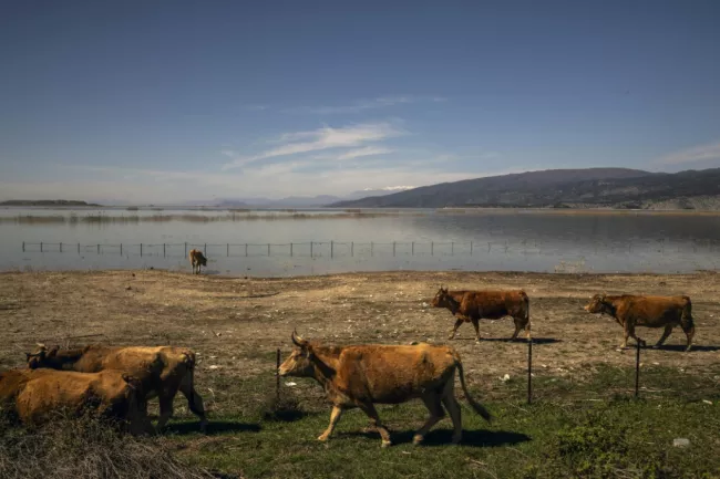 Dans un élevage de bétail, en Grèce, le 28 mars 2024  -  Angelos TZORTZINIS - Kanalia (AFP)