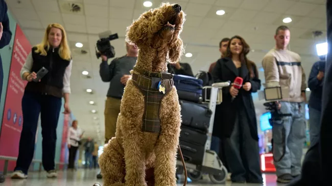Chien à l'aéroport d'Athènes -  Tous droits réservés  AP Photo